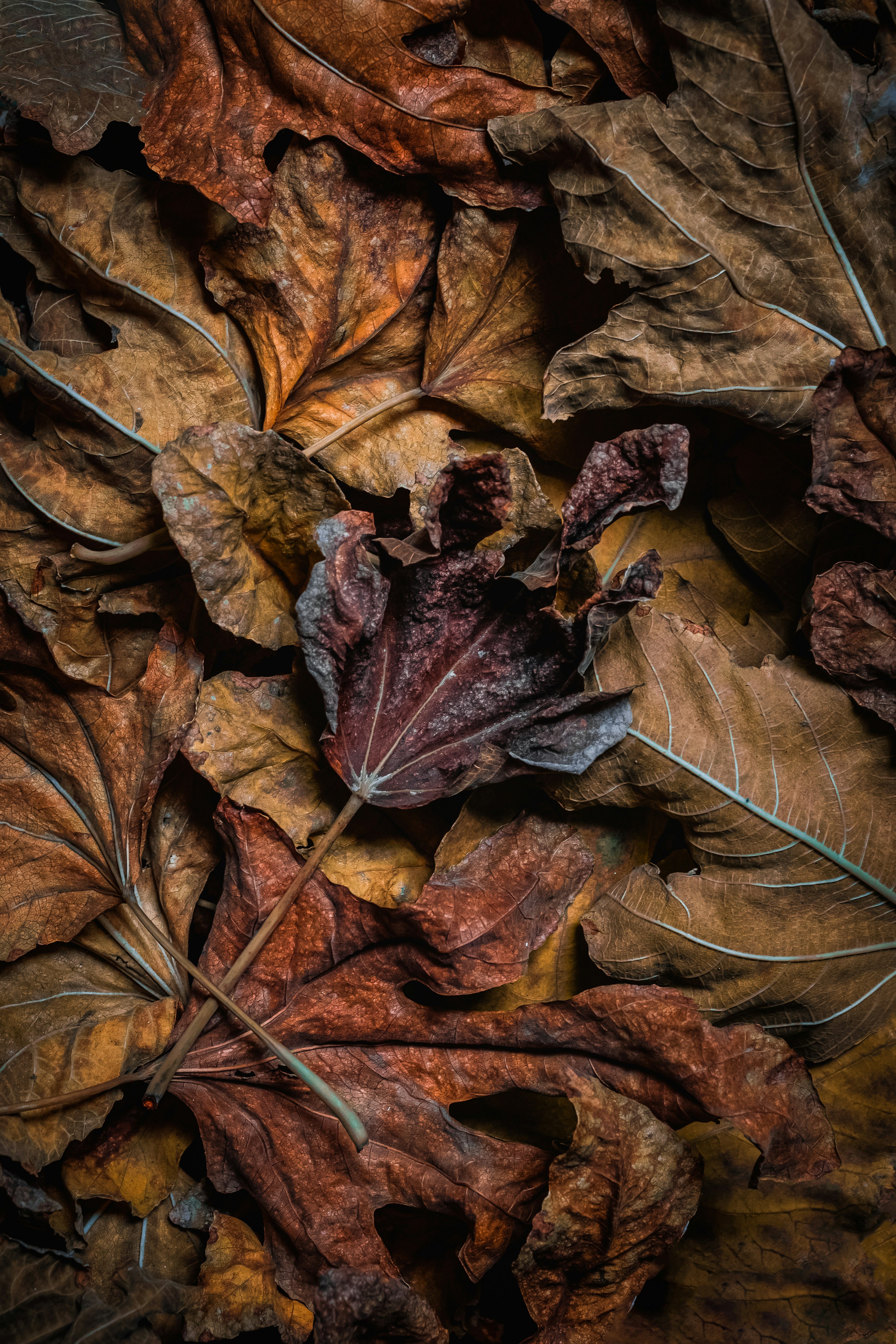 brown dried leaves on ground